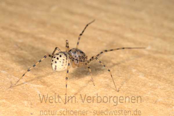 Grazile Bewegungen zeichnen die Speispinne aus.